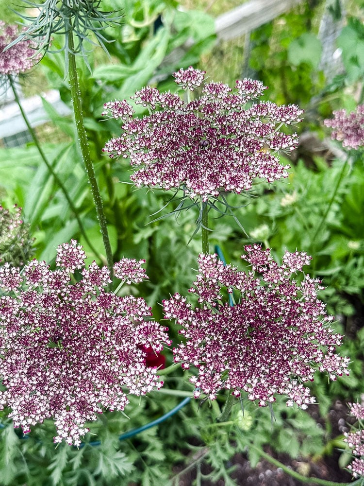 queen ann's lace 'dara' variety in garden