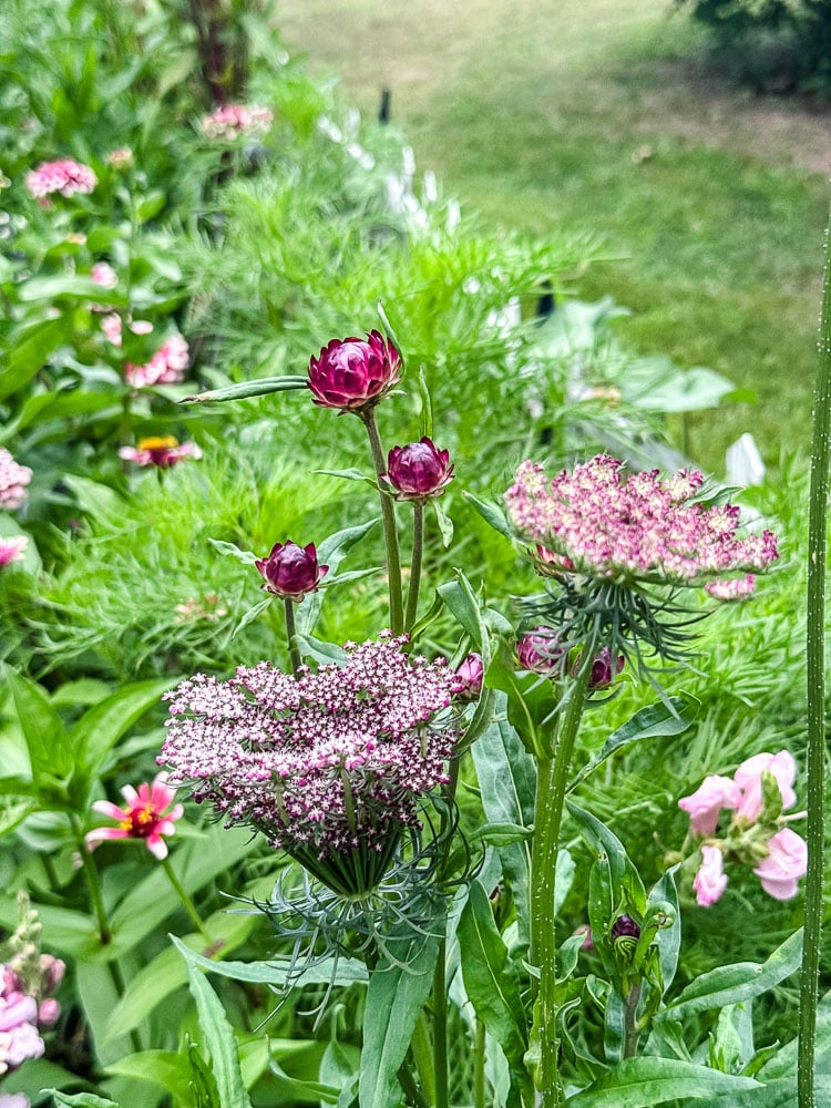 dara queen ann's lace and burgandy strawflowers