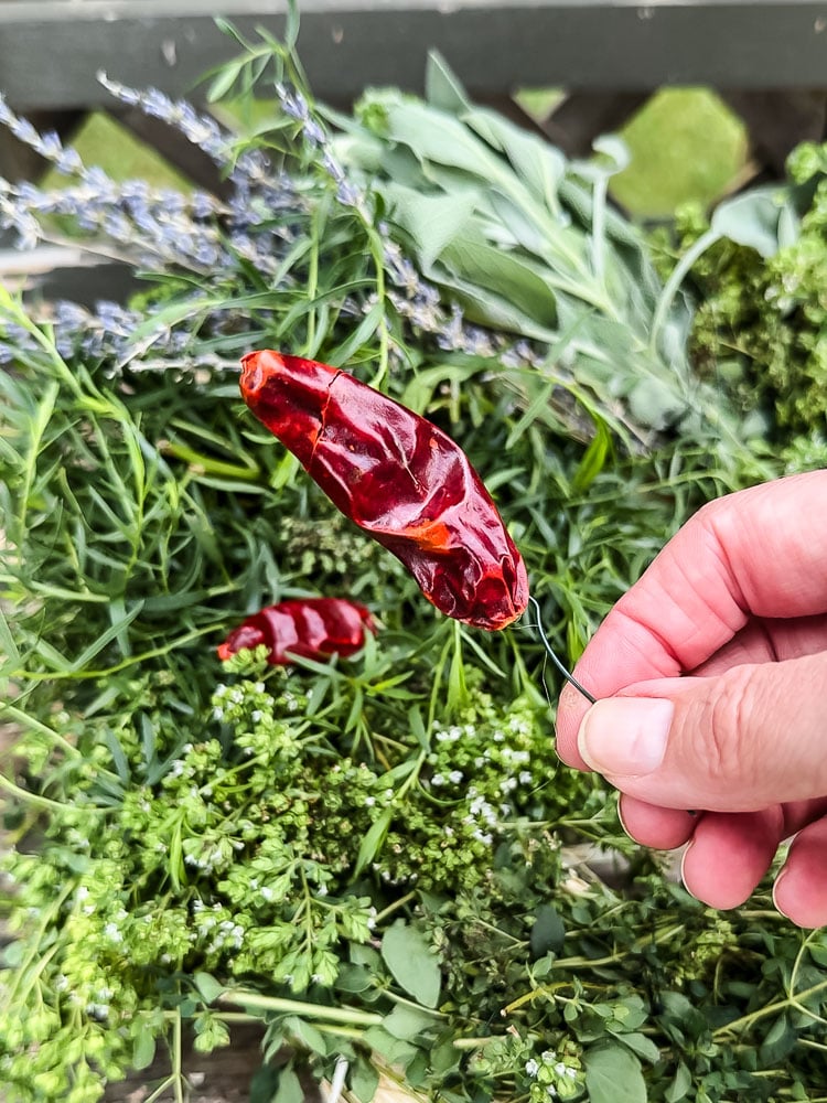 dried chili pepper in woman's hand