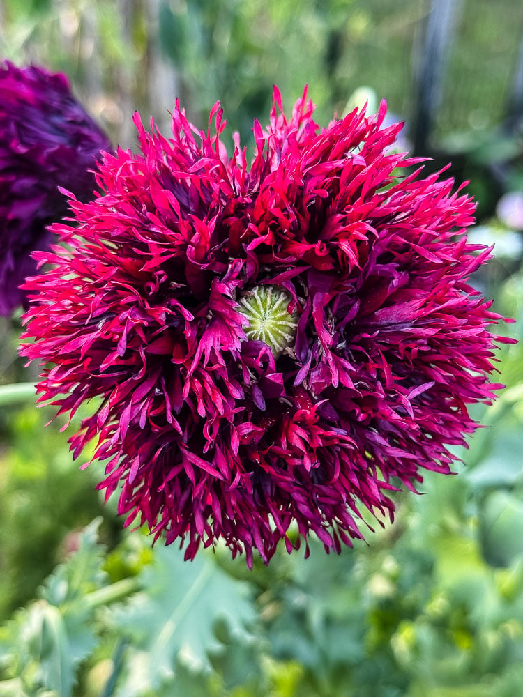 feathered poppy