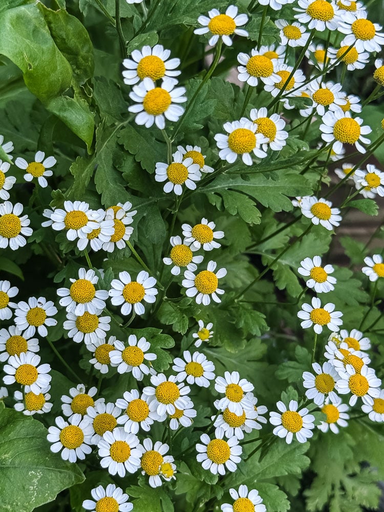 Feverfew 'Vegmo Single'