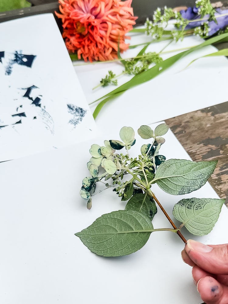 holding a hydrangea branch