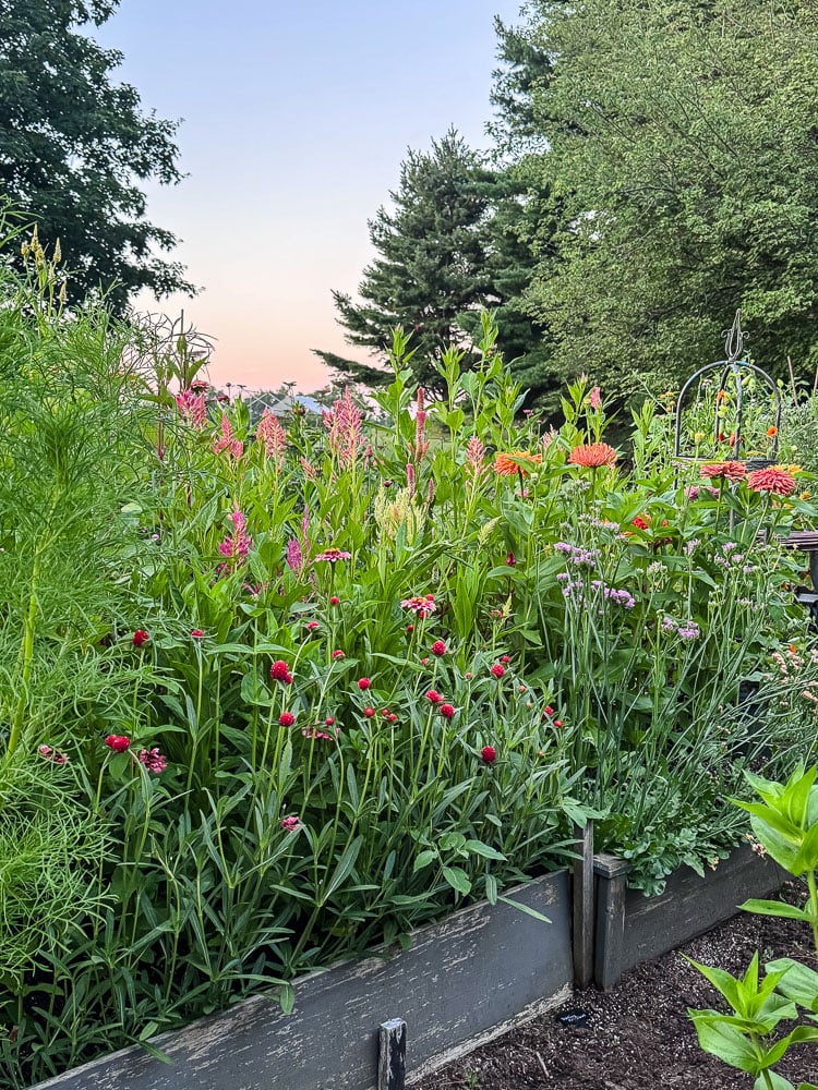 cut flower garden beds in bloom with pretty sunset in the background
