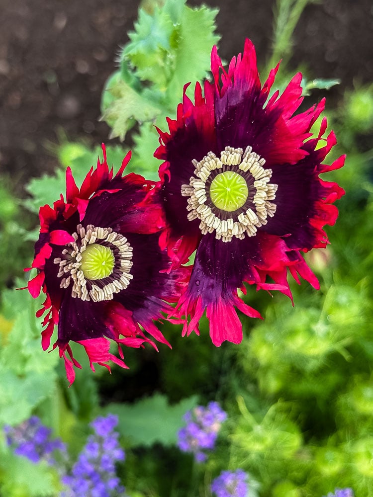 2 poppies in bloom