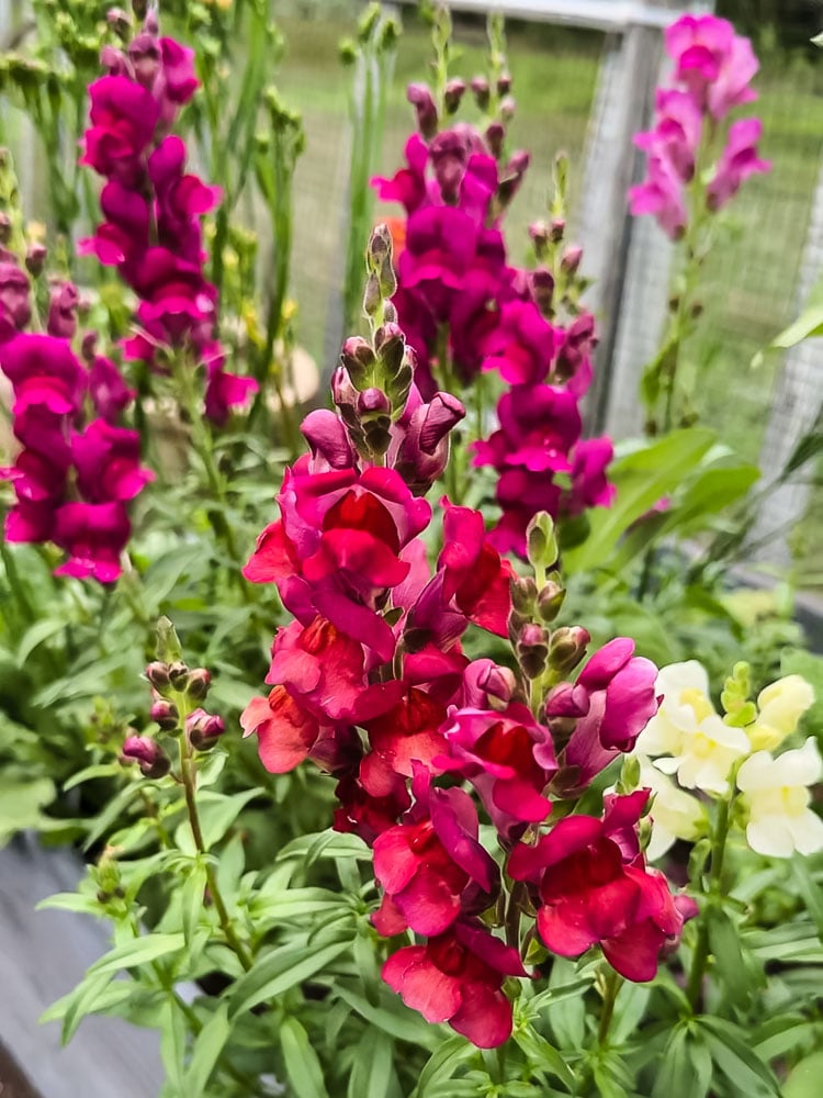 red snapdragons