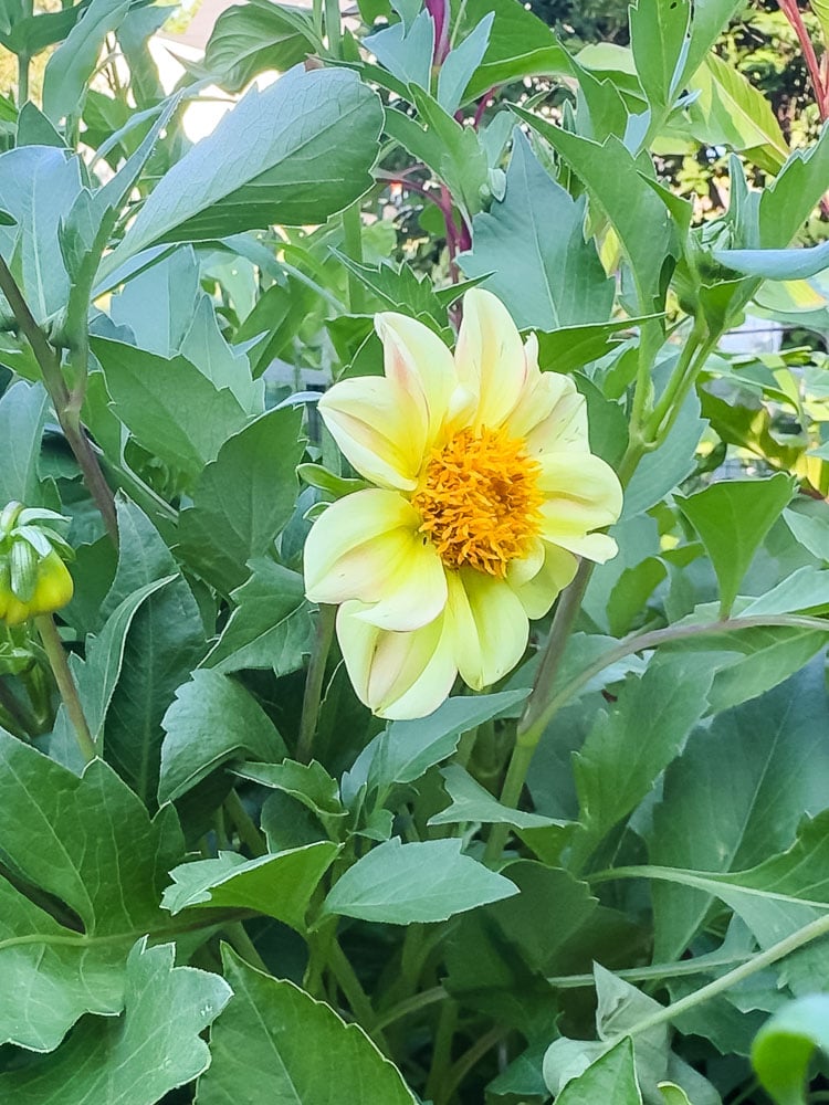 yellow dahlia flower in garden