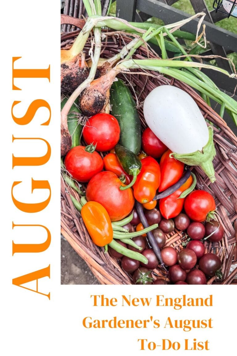 The New England Gardener’s August To-Do List (Zone 6a)