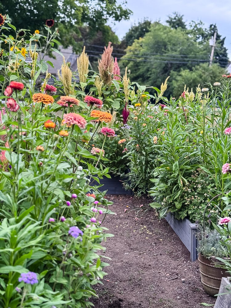 a cut flower garden