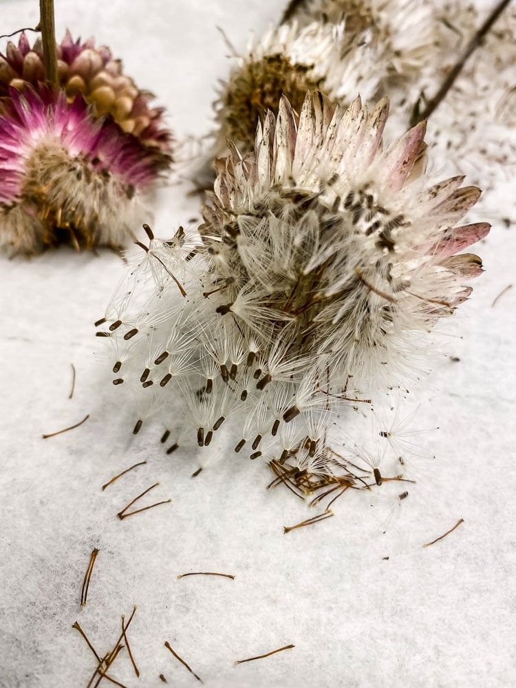 collecting seeds from a strawflower