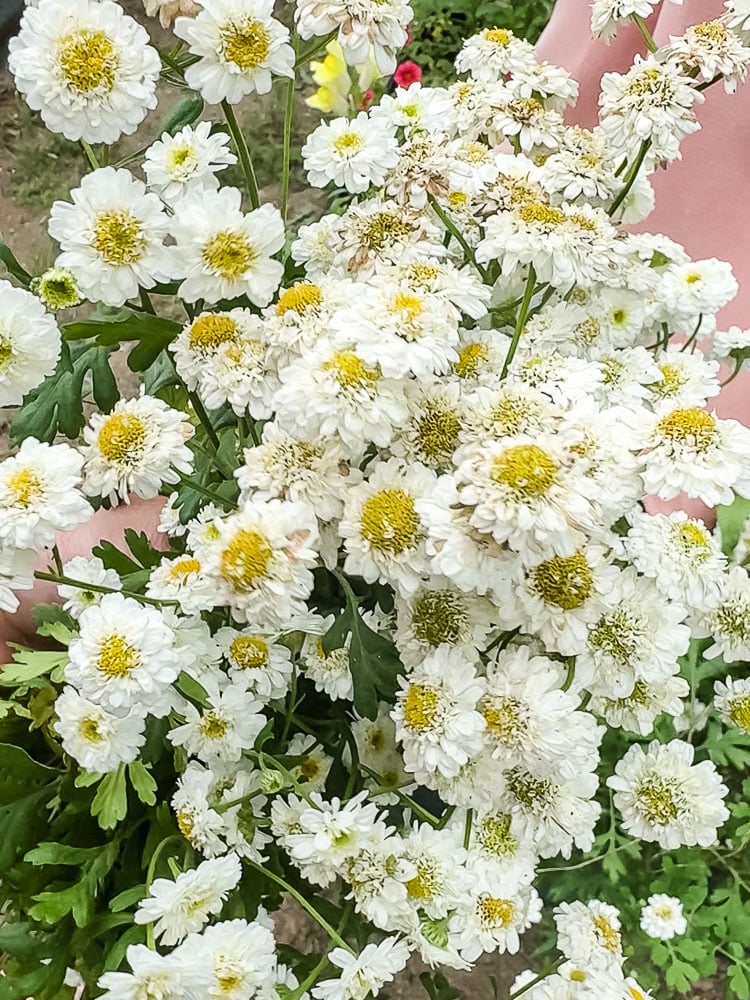 feverfew