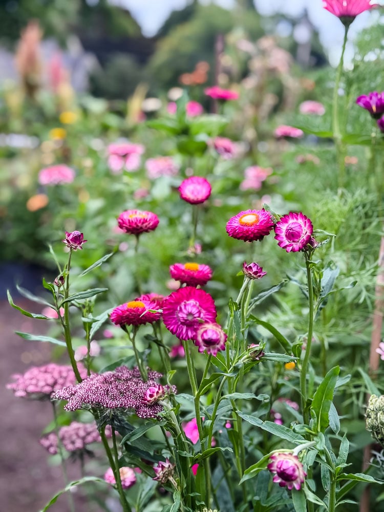 pink strawflowers and dara queen ann's lace in a raised bed