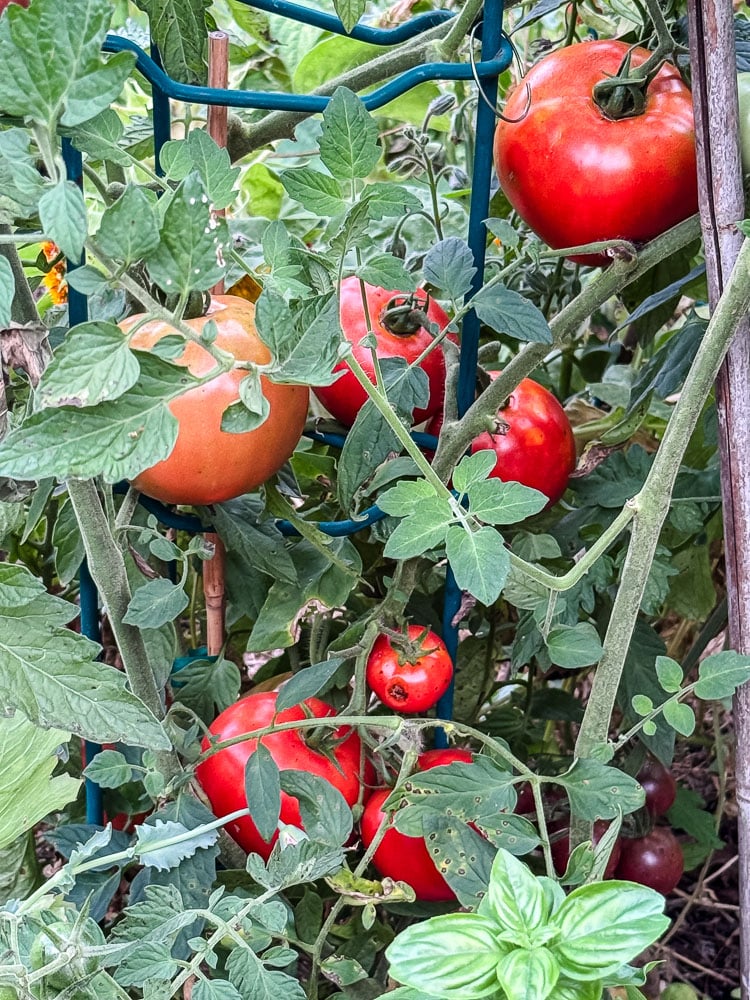 red tomatoes on a plant in a garden