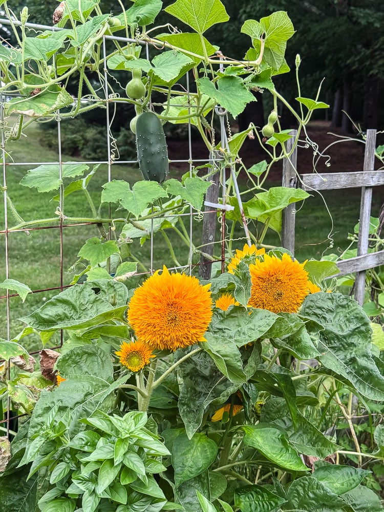 sunflowers and cucumbers in a raised garden bed