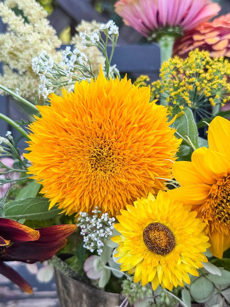 yellow fuzzy sunflower