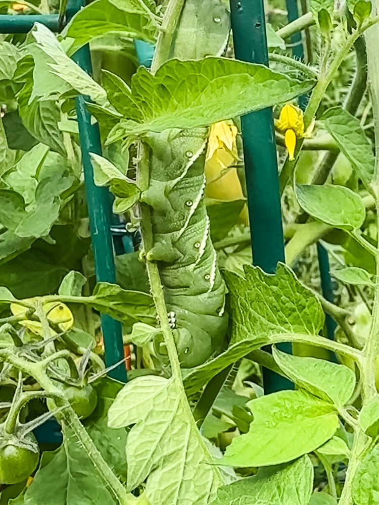 tomato hornworm