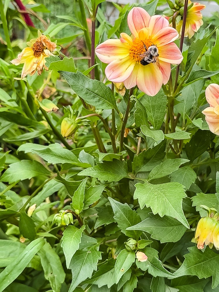 flowering dahlias in a garden