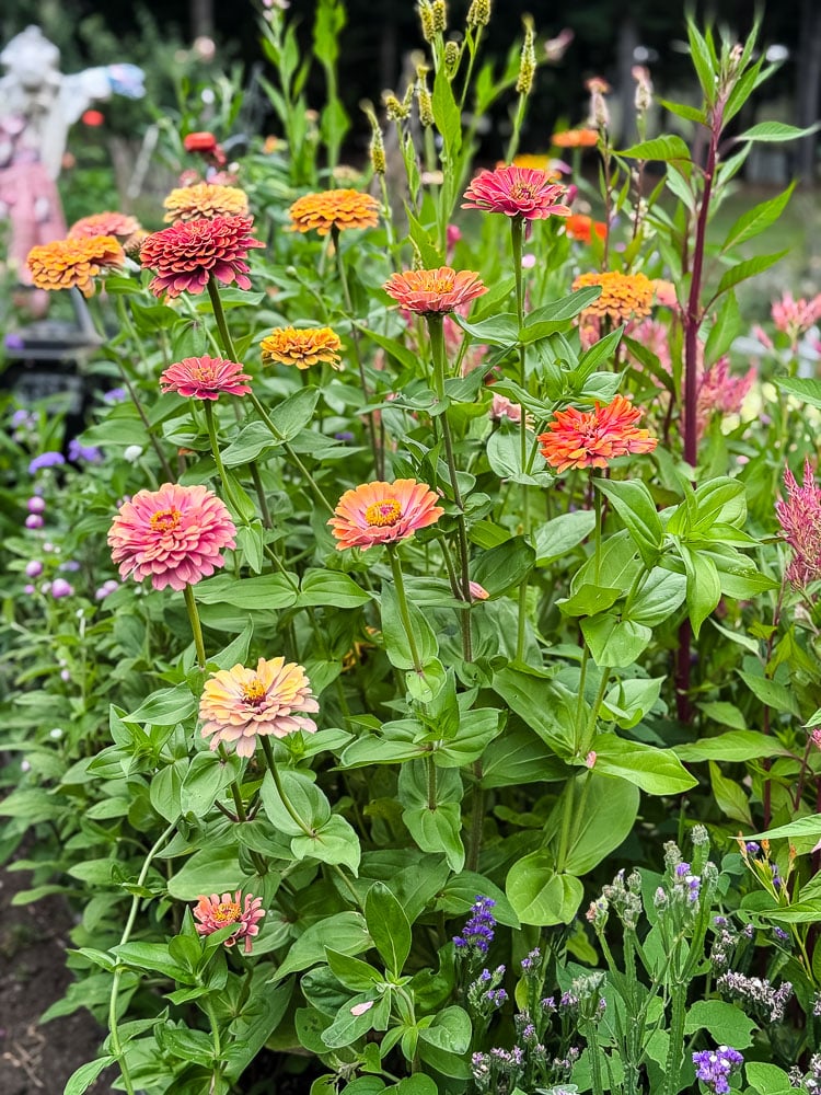 zinnias in a raised bed