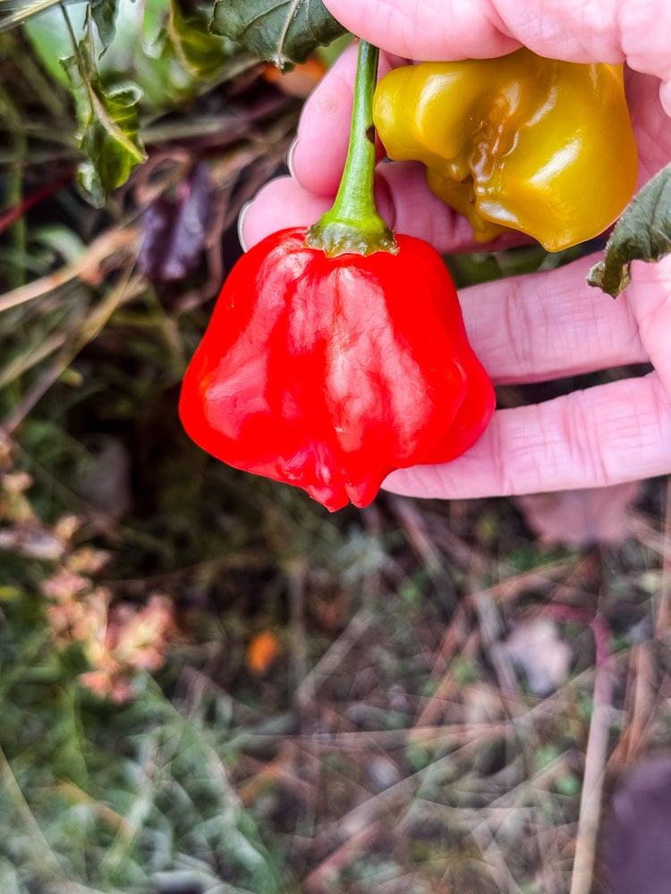 bishop crown pepper