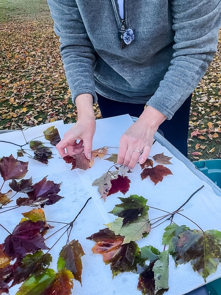 spreading leaves on paper towels