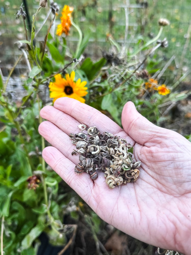 a hand holding calendula seeds