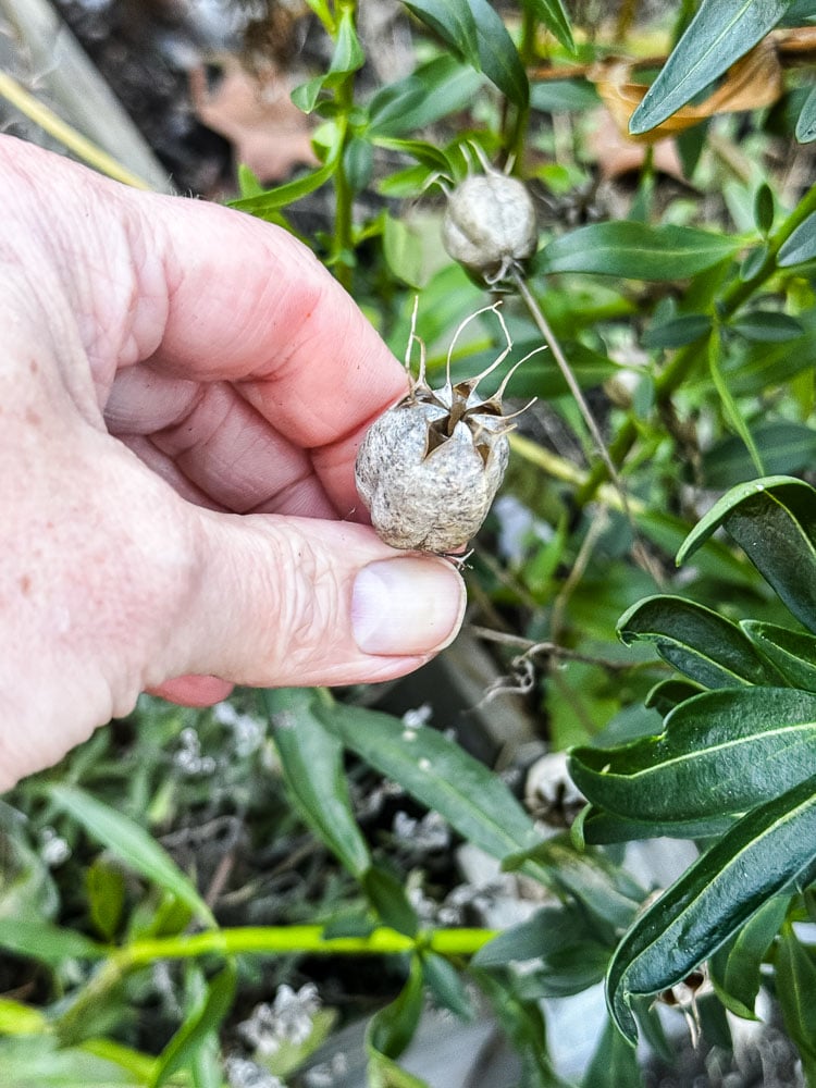 nigella seed head