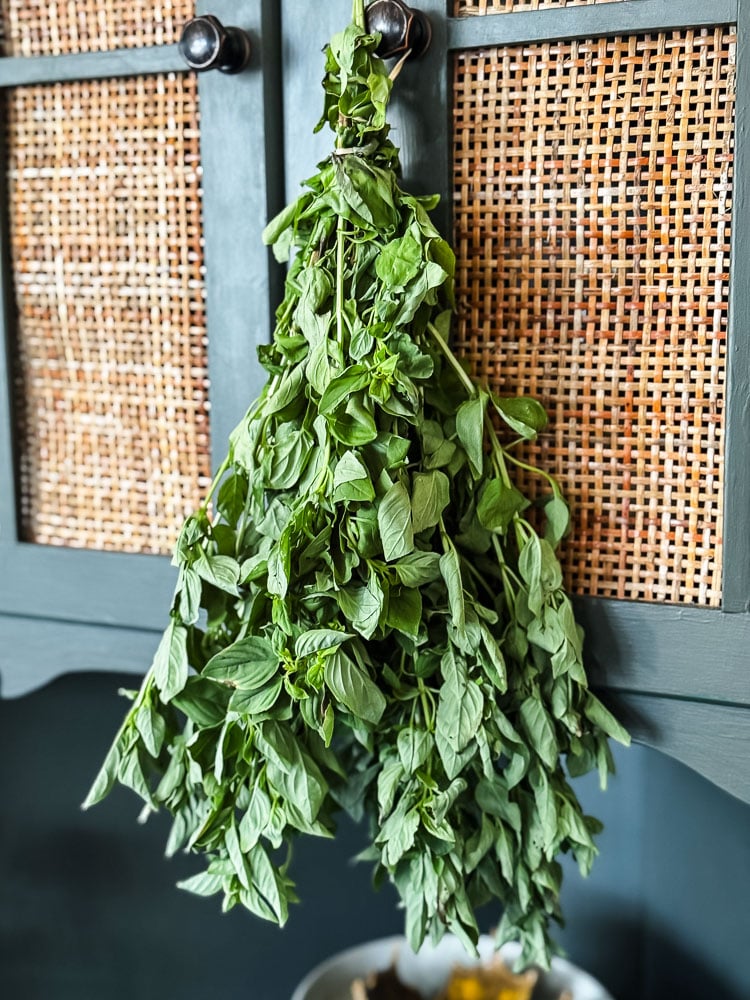 a bunch of basil hanging upside down to dry