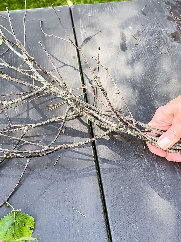 a few birch twig branches being held by a hand