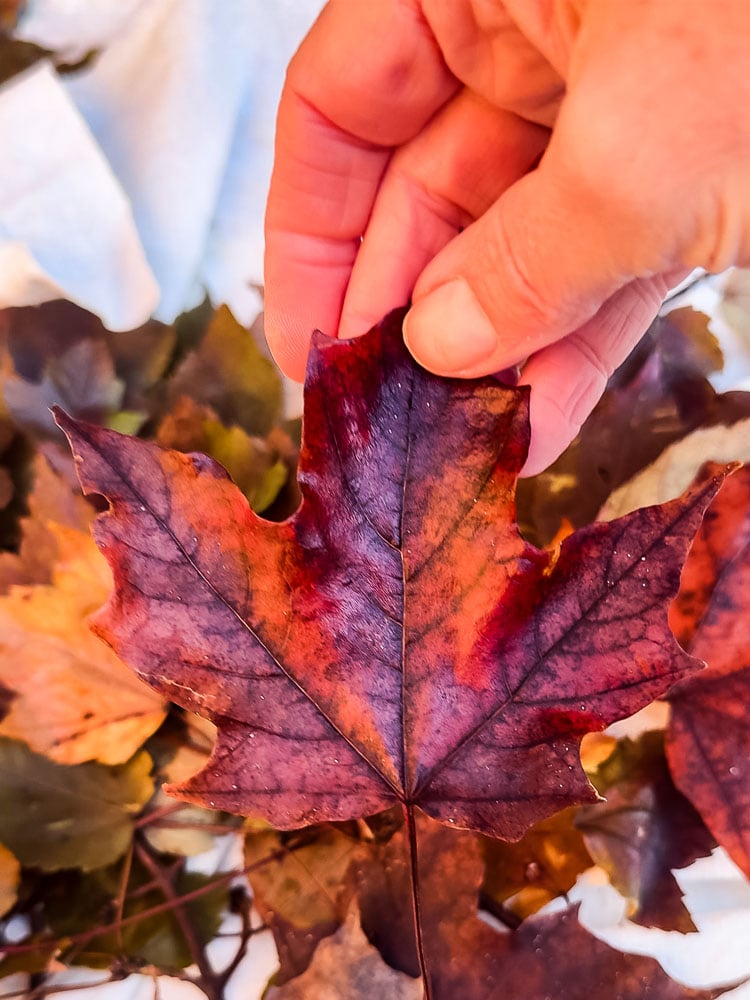 hand holding a red maple leaf