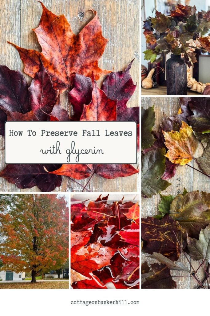 How I Preserve Fall Leaves with Glycerin