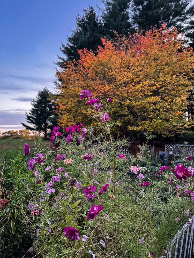 a flower garden in october with a colorful maple in background and pretty sunset