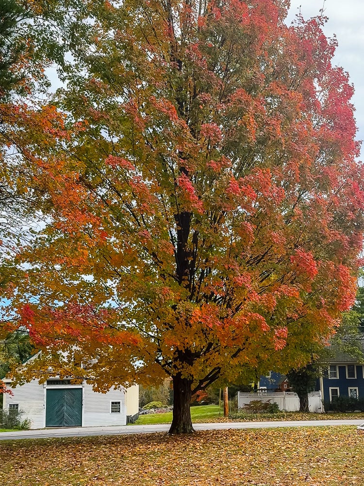 maple tree in the fall with colorful leaves and a white barn in the background