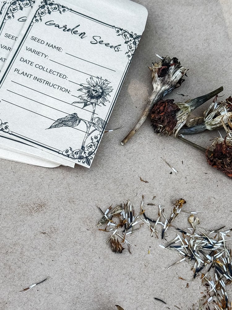 marigold seeds being collected