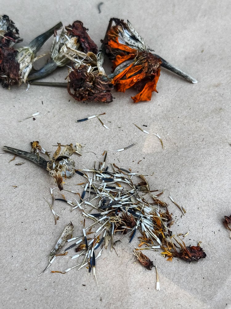 marigold seeds