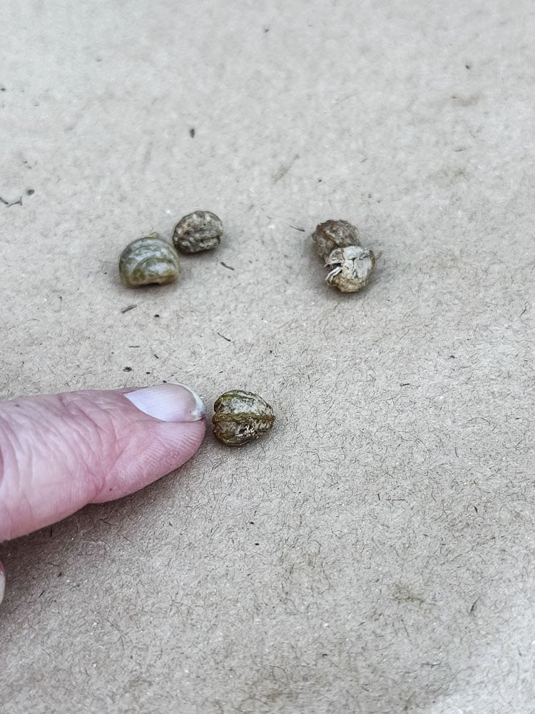 nasturium seeds and finger