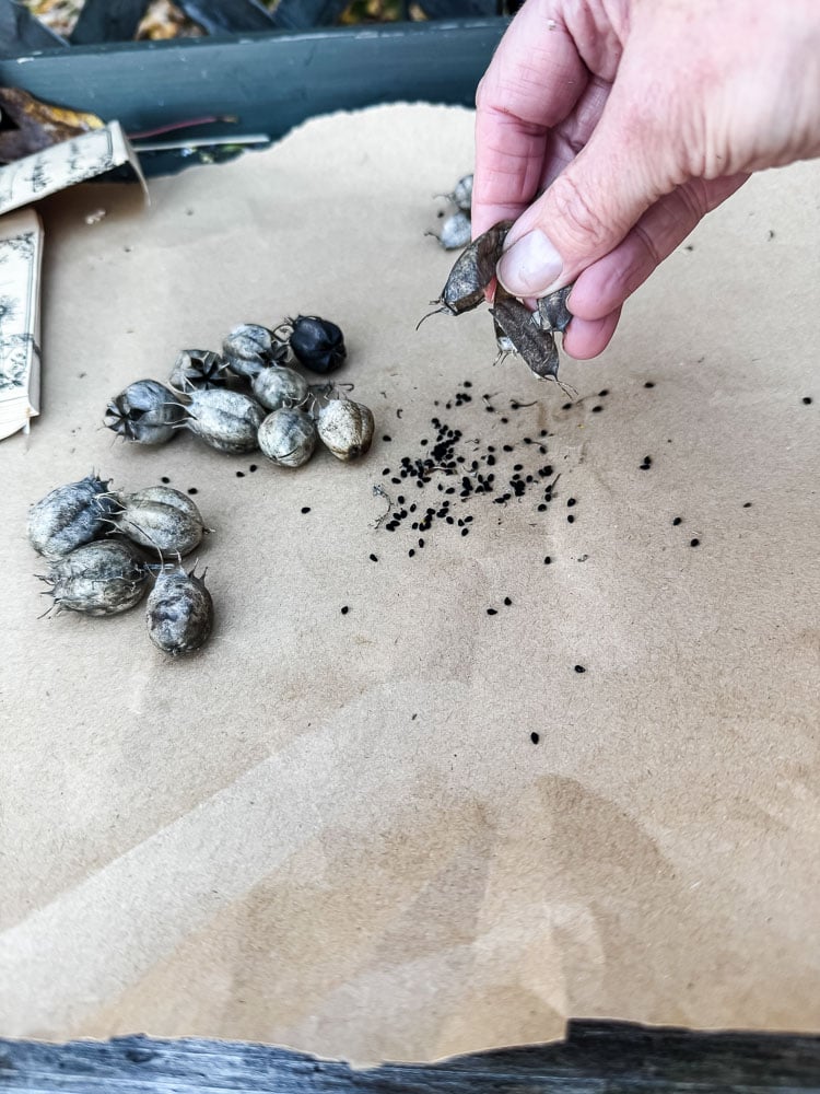 collecting nigella seeds