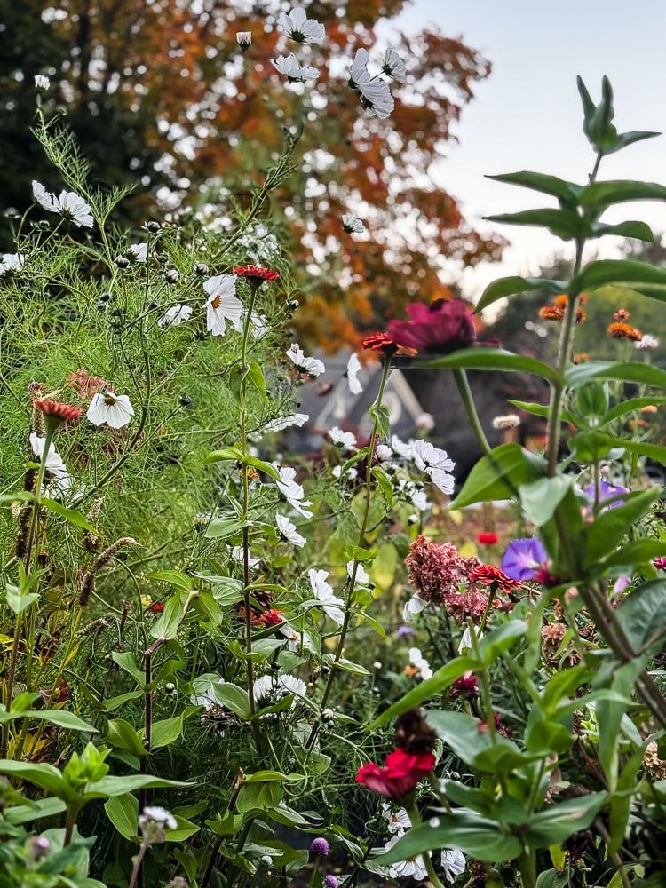 a flower garden with flowers leaningover the pathway 