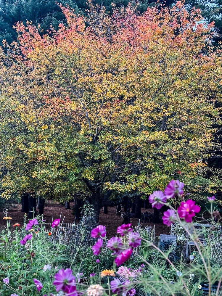 a colorful maple tree in fall with a garden filled with cosmos flowers in the forefront