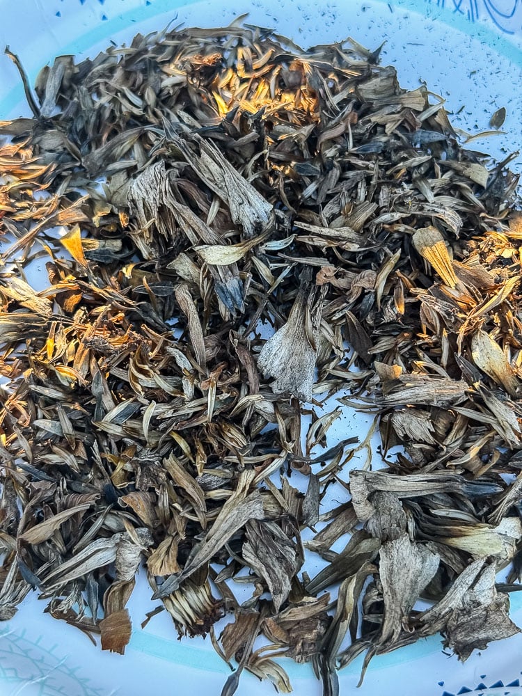 pile zinnia seeds