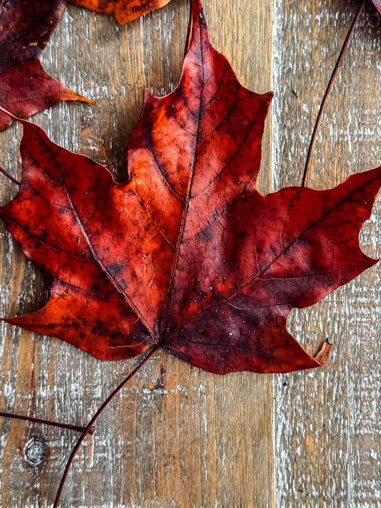 red maple leaf on barnboard background