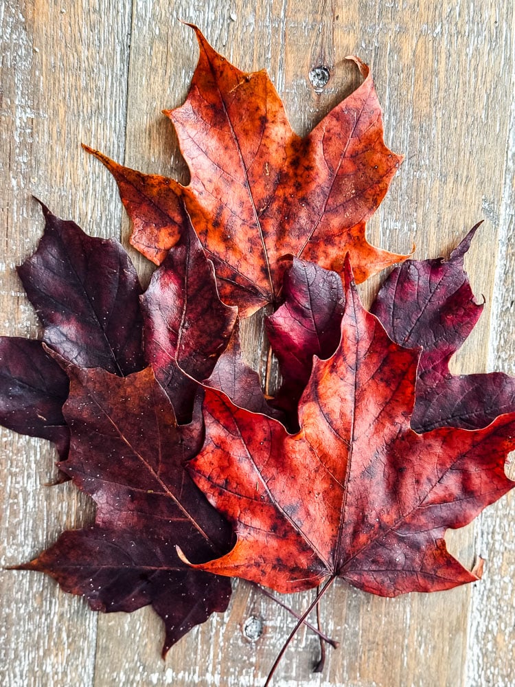 red preserved leaves