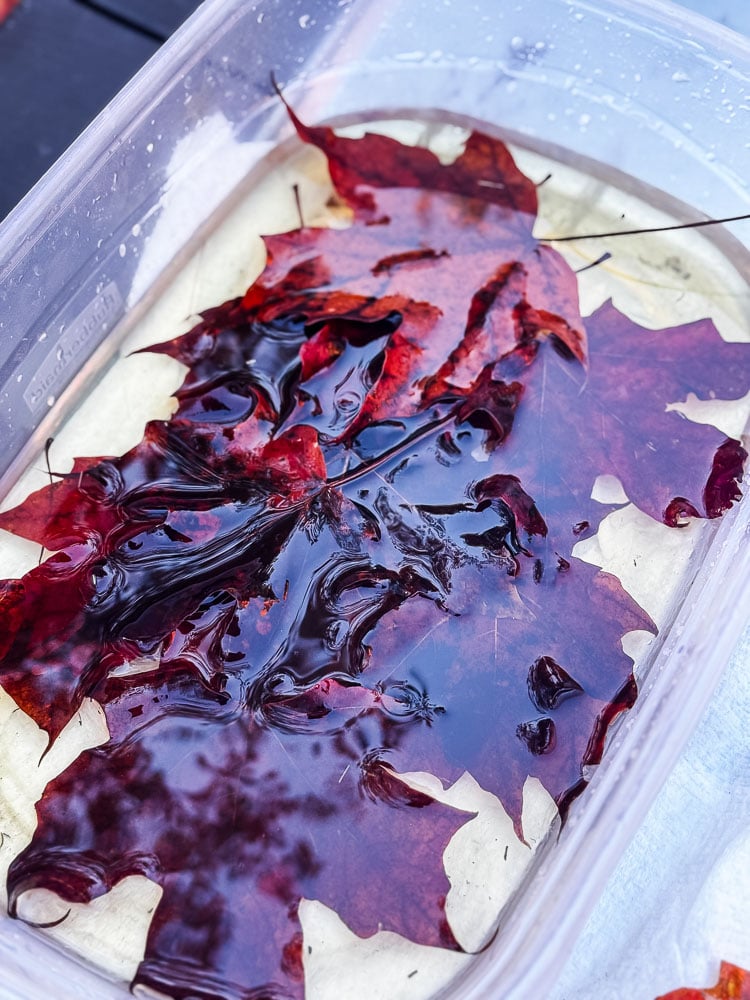 red maple leaves in a water in a plastic container