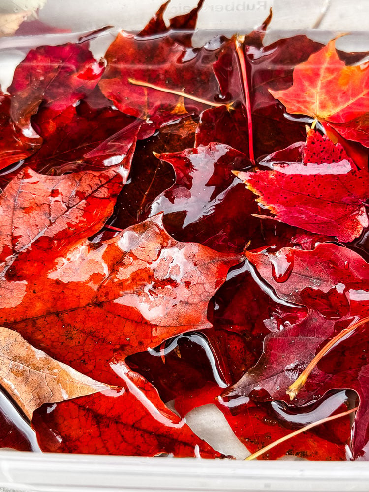 red maple leaves in a tub of glycerin