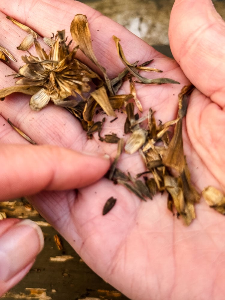 a hand holding zinnia seeds and dried zinna 