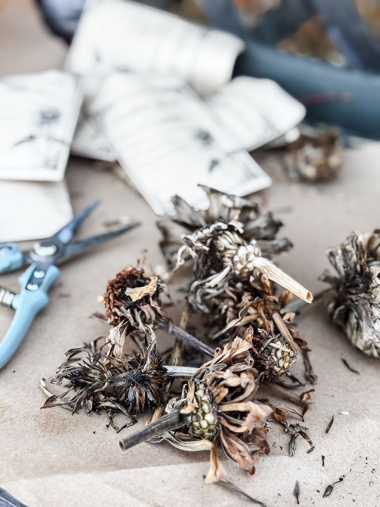 zinnia seed heads, clippers, and envelopes to collect seeds