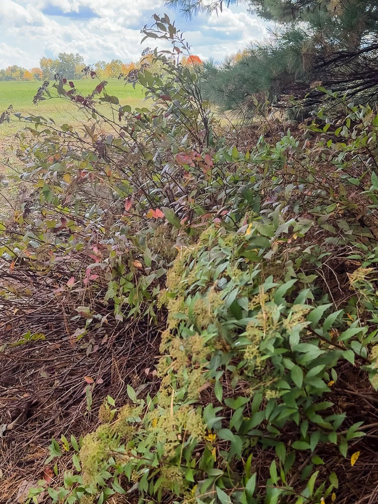spirea shrubs near woods
