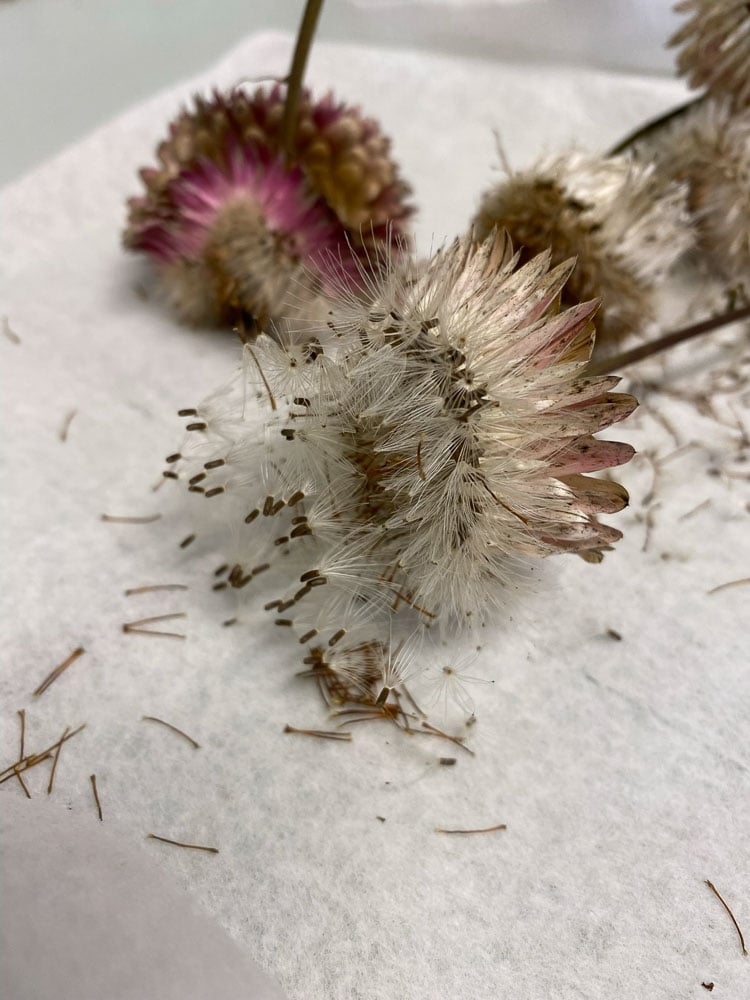 strawflower with seeds