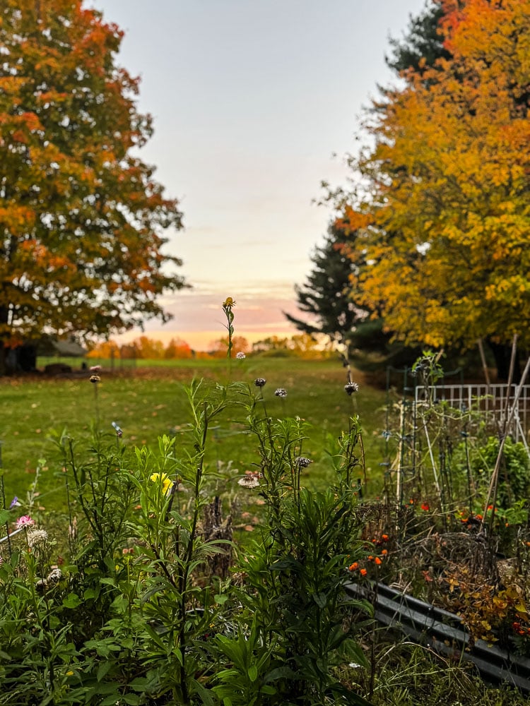 a sunset with a garden in the forefront in the autumn