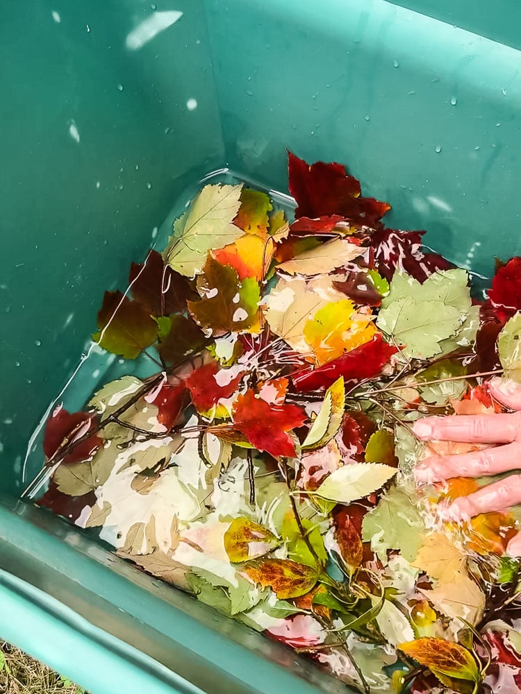a green storge tub with leaves and liquid in the bottom
